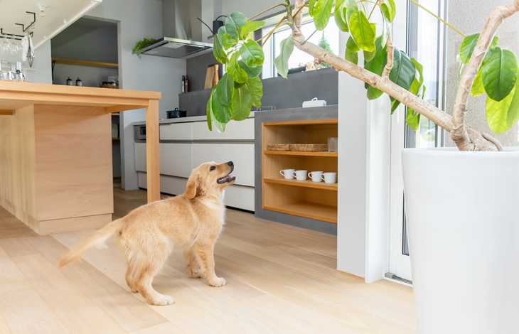 フローリングは表面が滑らかすぎて、犬や猫が歩く際に股関節